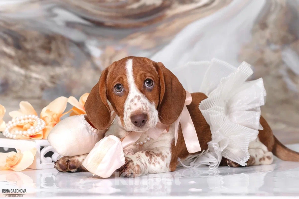 Собаки в Москве: Такса эксклюзивного окраса Пайболд  Девочка, 50 000 руб. - фото 6