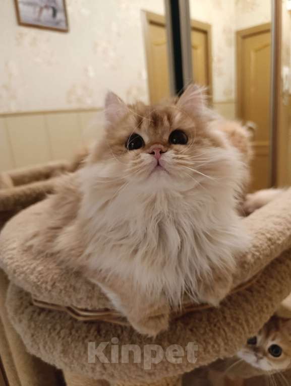 Кошки в Санкт-Петербурге: Золотые котики Мальчик, 15 000 руб. - фото 7