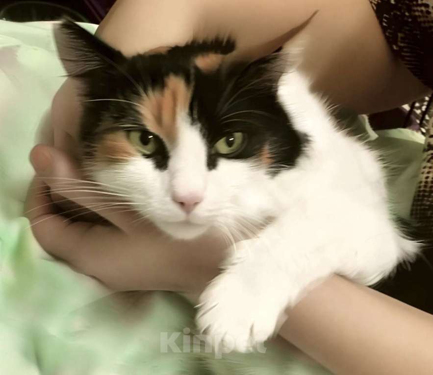 Кошки в Санкт-Петербурге: Некуда деваться Тосеньке  Девочка, Бесплатно - фото 3