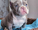 Собаки в Москве: Американский булли Микро Экзот Мальчик, 350 000 руб. - фото 6