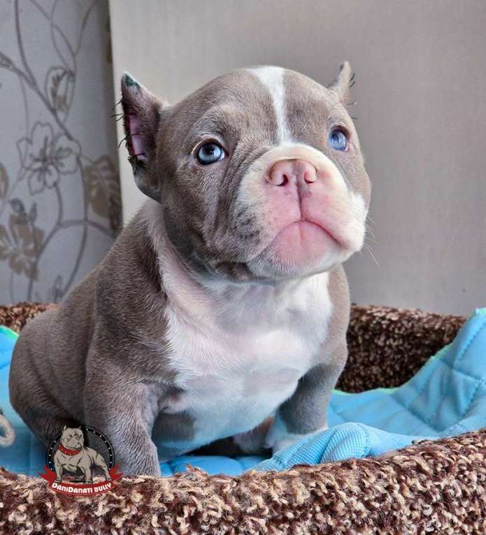 Собаки в Москве: Американский булли Микро Экзот Мальчик, 350 000 руб. - фото 6