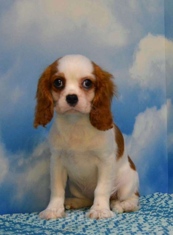 Собаки в Ногинске: Девочка кавалер кинг чарльз спаниель Девочка, 60 000 руб. - фото 3