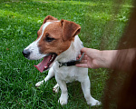 Собаки в Курске: Вязка кобеля  Мальчик, 2 500 руб. - фото 6