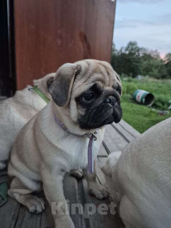 Собаки в Москве: Щенок мопса девочка  Девочка, 55 000 руб. - фото 3