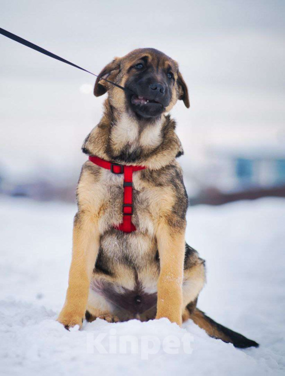 Собаки в других городах Московской области: Веселый парень Рокки хочет домой Мальчик, Бесплатно - фото 4