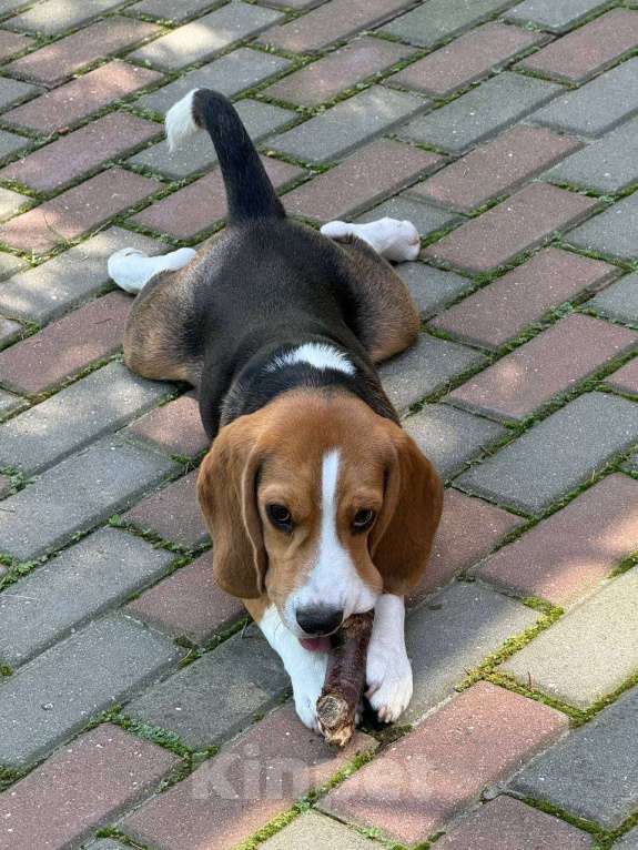 Собаки в Москве: Бигль в добрые руки  Девочка, 1 руб. - фото 2