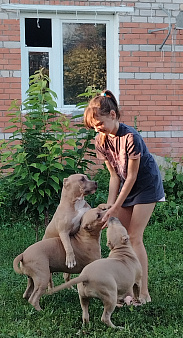 Ам булли