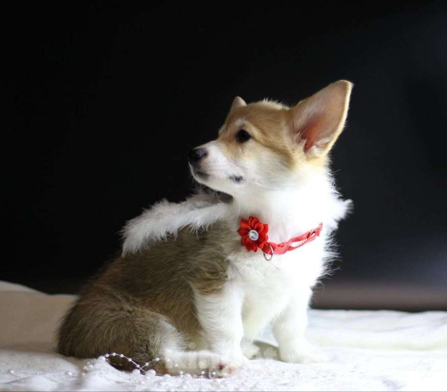 Собаки в Тольятти: Вельш Корги Пемброк Дольче Вита Девочка, 80 000 руб. - фото 1