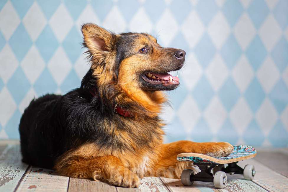 Собаки в Москве: Пушистый большой добряк Большой в добрые руки Мальчик, 1 руб. - фото 5