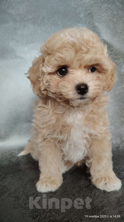 Собаки в Мытищах: Пушон Белла Девочка, 200 000 руб. - фото 3