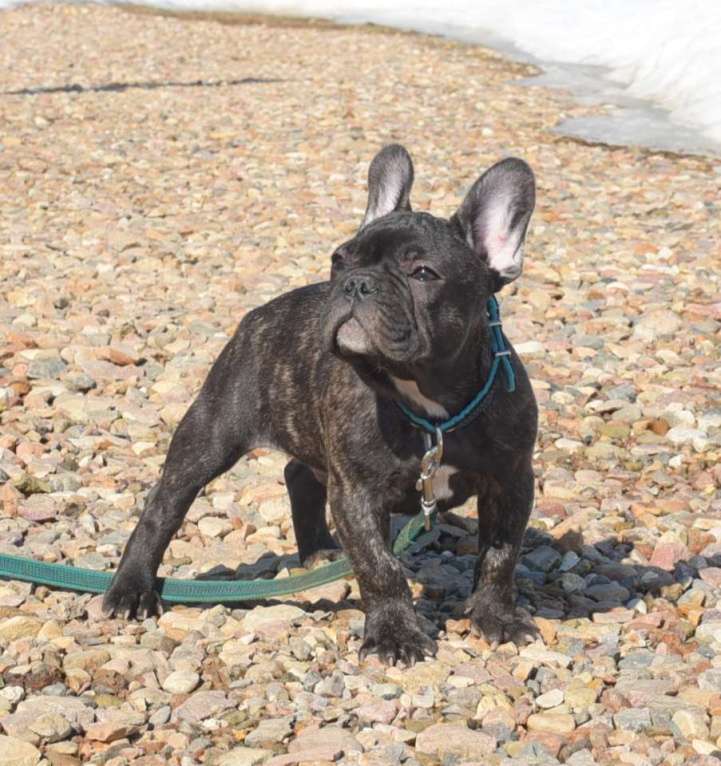 Собаки в Москве: Тигровый мальчик Мальчик, 45 000 руб. - фото 1