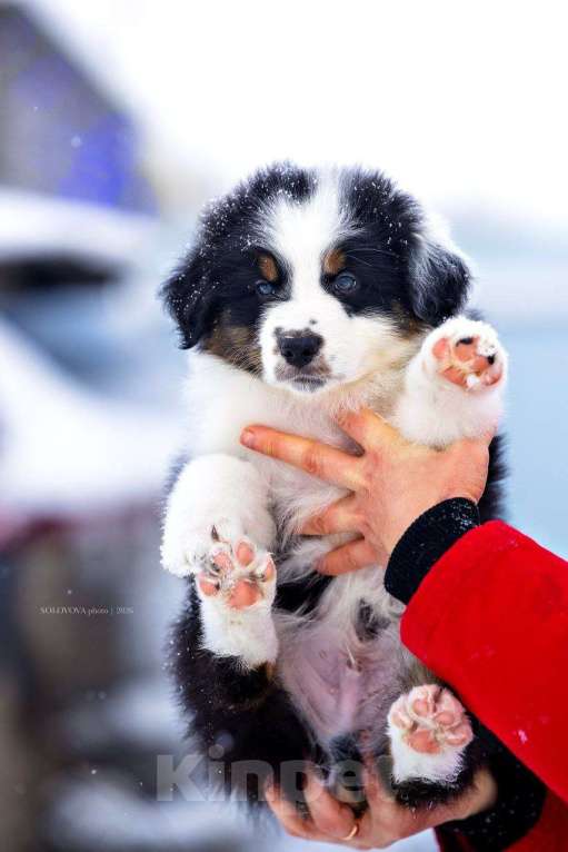 Собаки в Москве: Щенки Австралийской овчарки Мальчик, 50 000 руб. - фото 2