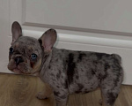 Собаки в Краснодаре: Французский бульдог Девочка, 30 000 руб. - фото 3