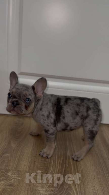 Собаки в Краснодаре: Французский бульдог Девочка, 30 000 руб. - фото 3