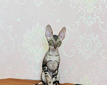 Кошки в Губкине: Котенок корниш рекс Девочка, 70 000 руб. - фото 3