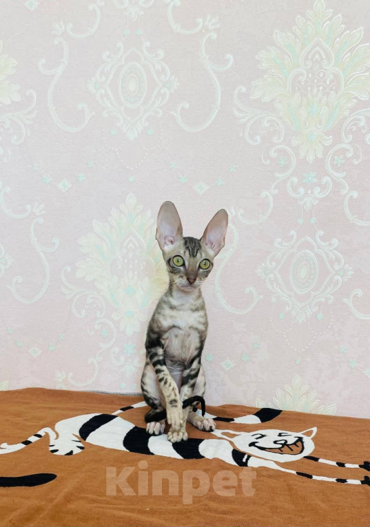 Кошки в Губкине: Котенок корниш рекс Девочка, 70 000 руб. - фото 3