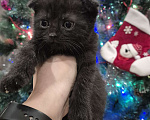 Кошки в Краснодаре: Шотландские вислоухие короткошерстные Мальчик, 10 000 руб. - фото 5