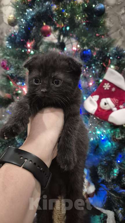 Кошки в Краснодаре: Шотландские вислоухие короткошерстные Мальчик, 10 000 руб. - фото 5