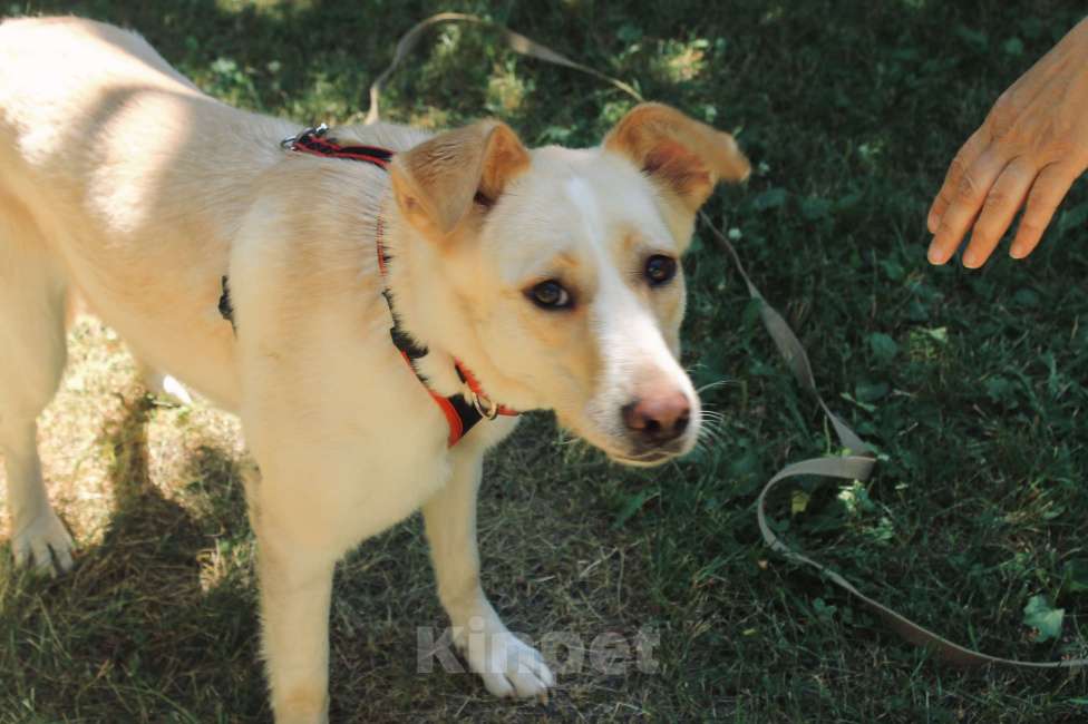 Собаки в Москве: Трепетная Латика ищет дом Девочка, Бесплатно - фото 1