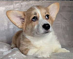 Собаки в Краснодаре: Девочка корги Девочка, 40 000 руб. - фото 1