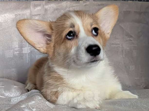 Собаки в Краснодаре: Девочка корги Девочка, 40 000 руб. - фото 1