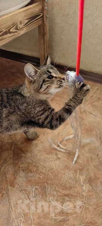 Кошки в Раменском: Пружинка ищет маму и папу Девочка, Бесплатно - фото 5