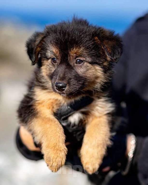 Собаки в Москве: Щенки ищут тёплый дом и любящее сердце! Девочка, Бесплатно - фото 1