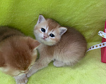 Кошки в Брянске: Котята Британской золотой шиншиллы Разнополые, 35 000 руб. - фото 4