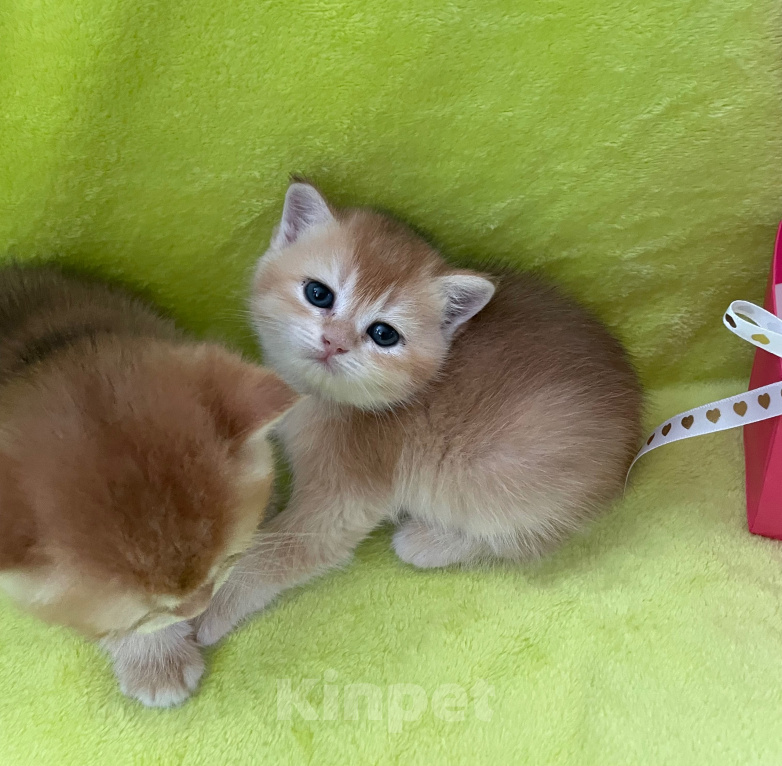 Кошки в Брянске: Котята Британской золотой шиншиллы Разнополые, 35 000 руб. - фото 4