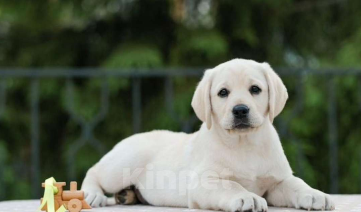 Собаки в Кемерово: Щенок Лабрадора Ретривера  Мальчик, 50 000 руб. - фото 1