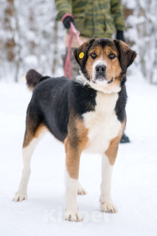 Собаки в Воскресенске: Большой Бим с большим сердцем в поисках дома! Мальчик, Бесплатно - фото 7