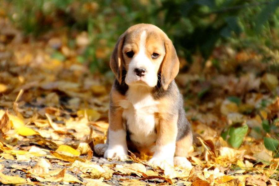 Собаки в Москве: Щенки бигля мальчики и девочки Мальчик, 80 000 руб. - фото 5