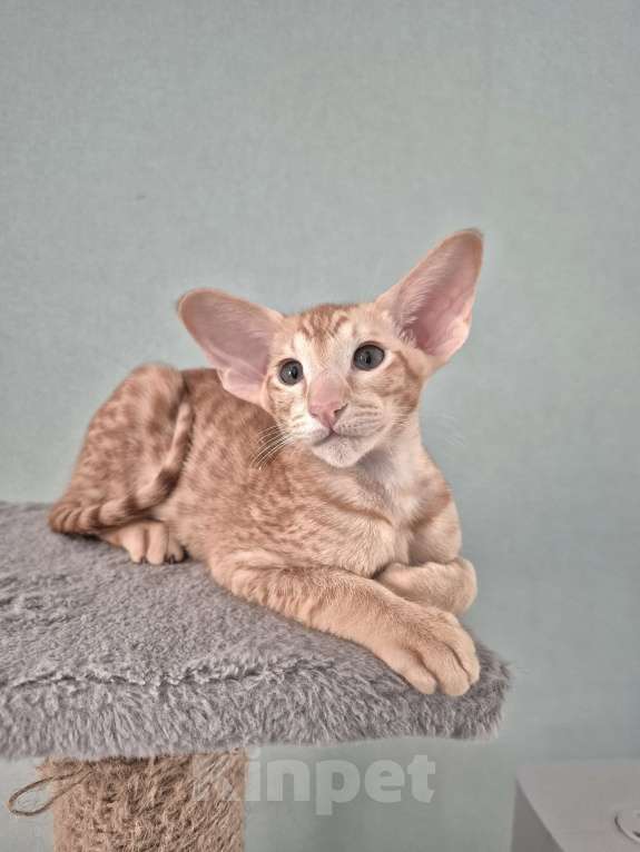 Кошки в Санкт-Петербурге: Ориентальный котенок Мальчик, Бесплатно - фото 3