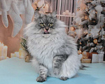 Кошки в Москве: Сибирская серебристая кошечка Девочка, Бесплатно - фото 1