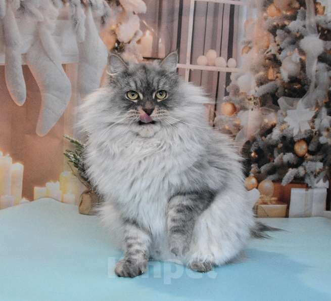 Кошки в Москве: Сибирская серебристая кошечка Девочка, Бесплатно - фото 1