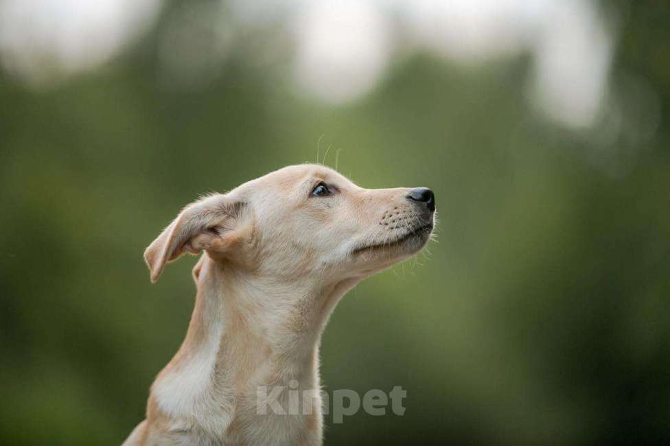 Собаки в Москве: Щенок Эва — метис лабрадора в дар Девочка, Бесплатно - фото 1