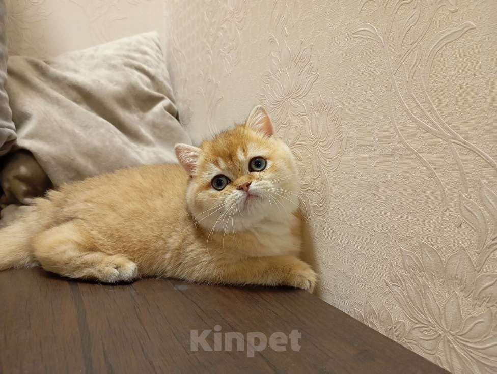 Кошки в Москве: Шотландский котик страйт Мальчик, 150 000 руб. - фото 4