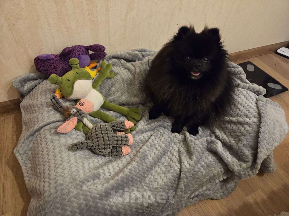 Собаки в Ростове-на-Дону: 1я вязка Мальчик, Бесплатно - фото 5