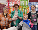 Кошки в Санкт-Петербурге: Скоттиш фолд кошечка Valery  Девочка, 35 000 руб. - фото 7