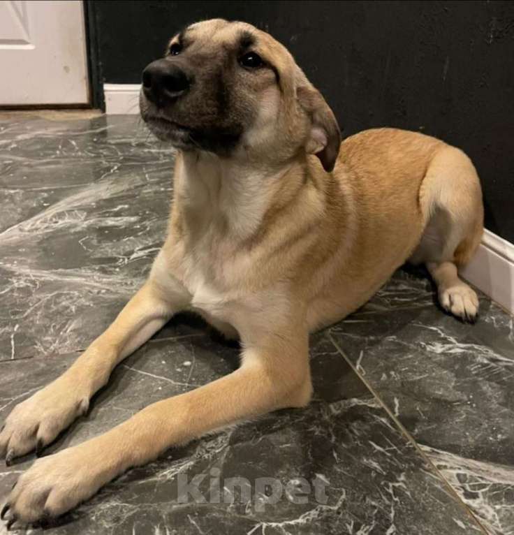 Собаки в других городах Владимирской области: Добрая Мира в добрые ручки Девочка, Бесплатно - фото 5