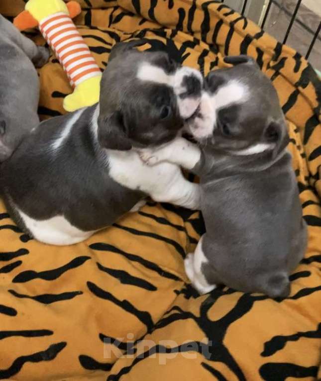 Собаки в Нижнем Новгороде: Продажа щенков французского бульдога  Девочка, Бесплатно - фото 3