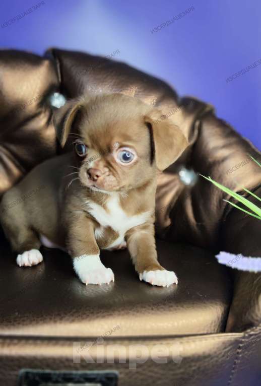 Собаки в Москве: Шоколадный мальчик Мальчик, 40 000 руб. - фото 1