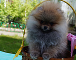 Собаки в Москве: Мини мальчик - померанец Мальчик, 35 000 руб. - фото 1