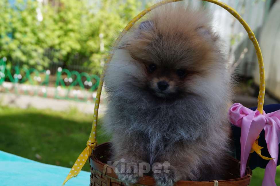 Собаки в Москве: Мини мальчик - померанец Мальчик, 35 000 руб. - фото 1