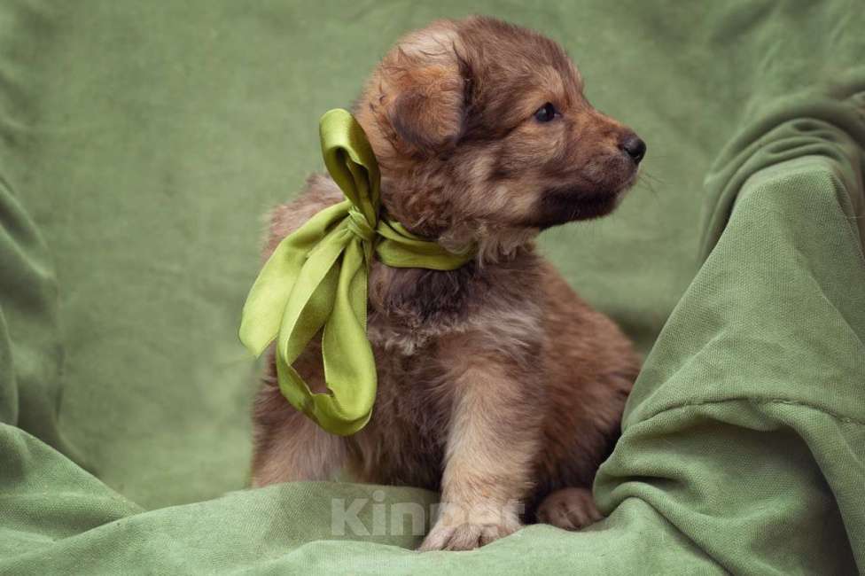 Собаки в Москве: щенок Тедди в добрые руки Мальчик, Бесплатно - фото 9