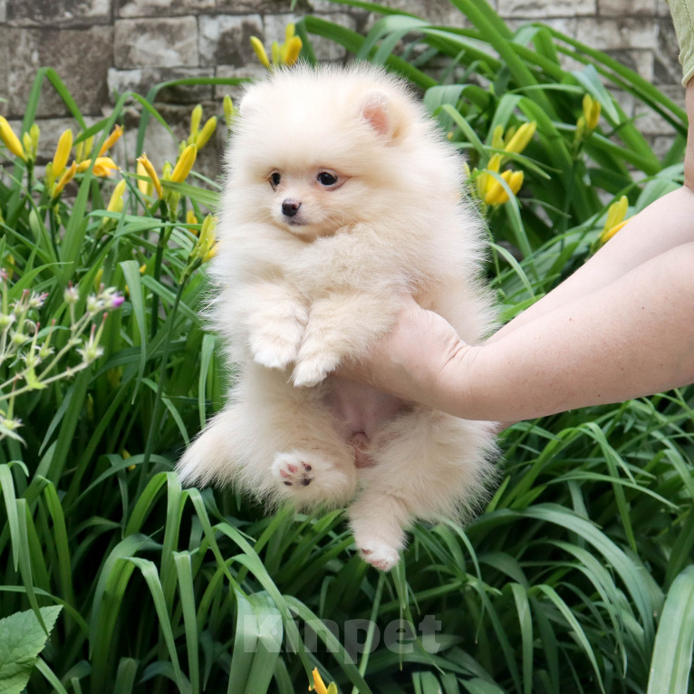 Собаки в Москве: Красотка шпица👍🌸 Девочка, 55 000 руб. - фото 4
