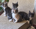 Кошки в Раменском: Котята мейн кун Разнополые, 20 000 руб. - фото 1