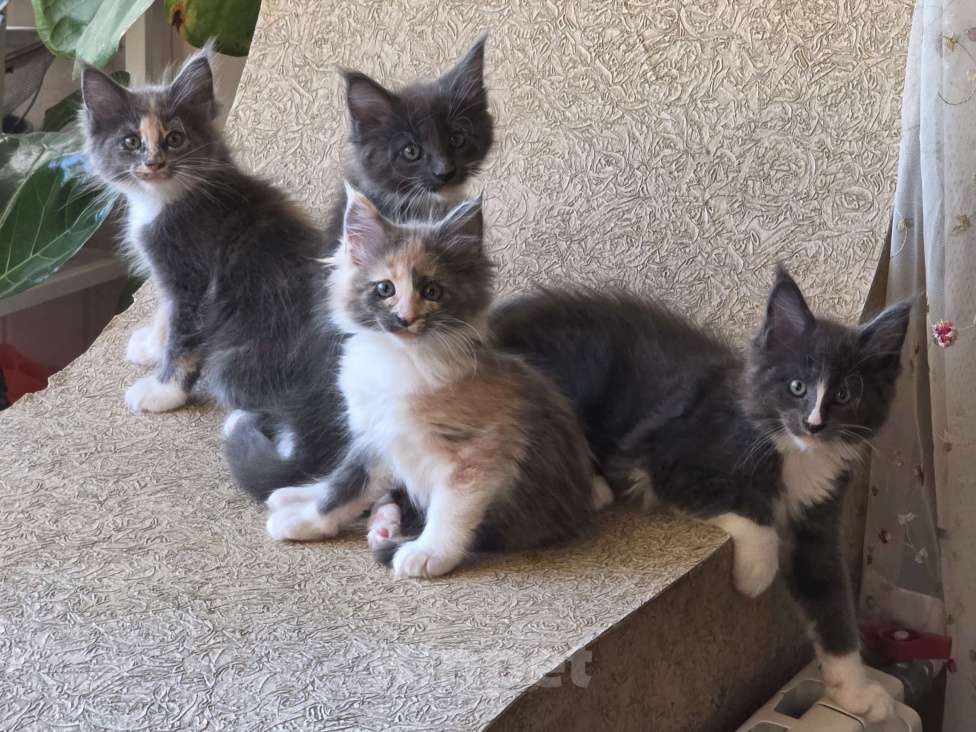 Кошки в Раменском: Котята мейн кун Разнополые, 20 000 руб. - фото 1