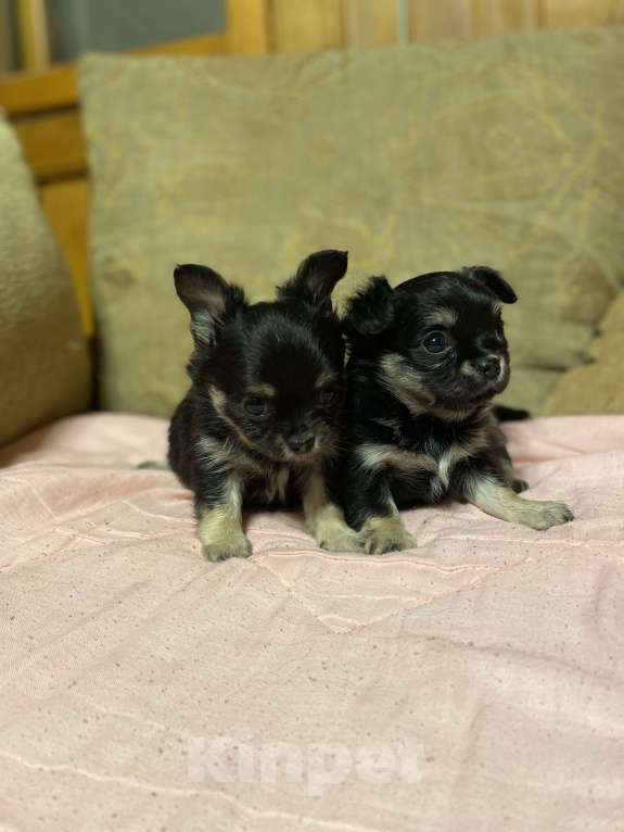 Собаки в Санкт-Петербурге: Девочка - красавица трехцветная  Девочка, 35 000 руб. - фото 3