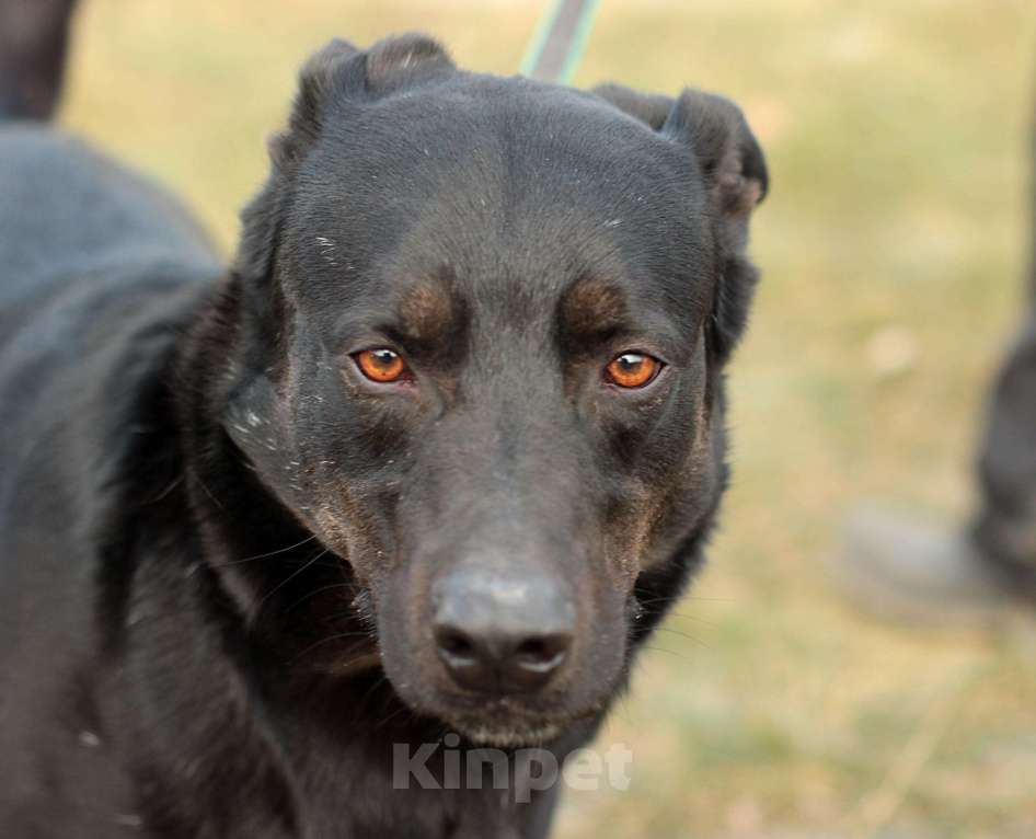 Собаки в Москве: Рик - красота с подпалинами Мальчик, Бесплатно - фото 1